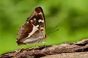 Macro Insect Images Prints: Macro image of a butterfly