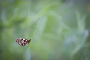 Asian Wildlife Images Prints: Macro image of a butterfly