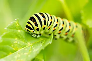 Wildlife Macro Photography Prints: Macro image of a butterfly