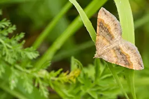 Butterfly Species Prints: Macro image of a butterfly