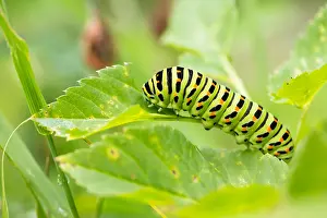 Butterfly Species Prints: Macro image of a butterfly
