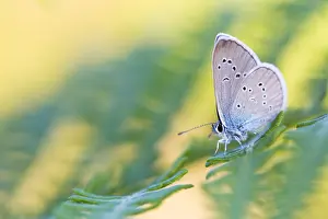 Mazarine Blue Butterfly Print - Cyaniris semiargus Macro Image
