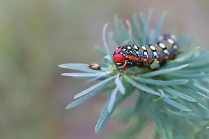 Insect Macro Photography Prints: Macro image of a butterfly