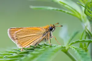 Insect Macro Photography Prints: Macro image of a butterfly