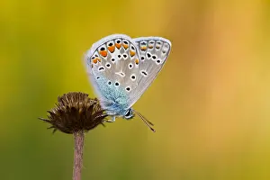 Common Blue Butterfly Germany Prints: Macro image of a butterfly