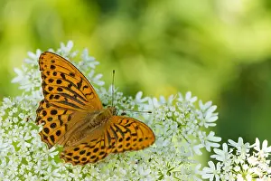 Butterfly Species Prints: Macro image of a butterfly