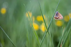 Asian Wildlife Images Prints: Macro image of a butterfly