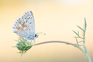 Outdoor Insect Photography Prints: Macro image of a butterfly