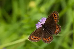 Butterfly Species Prints: Macro image of a butterfly