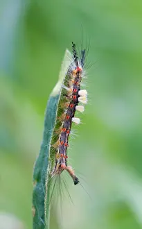 Insect Macro Photography Prints: Macro image of a butterfly