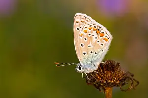 Macro Insect Images Prints: Macro image of a butterfly