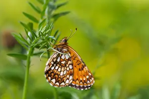 Wildlife Fauna Prints: Macro image of a butterfly
