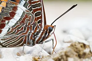Wildlife Insect Photography Europe Prints: Macro image of a butterfly