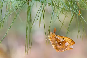 Germany Wildlife Images Prints: Macro image of a butterfly