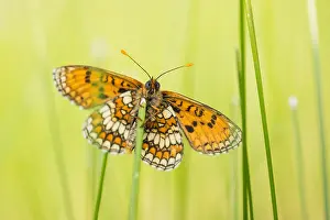May Prints: Macro Print of Meadow Fritillary Butterfly
