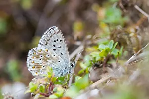 Insect Macro Photography Prints: Macro image of a butterfly