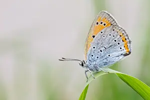 Macro Insect Images Prints: Macro image of a butterfly