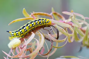 German Wildlife Fauna Prints: Macro image of a butterfly