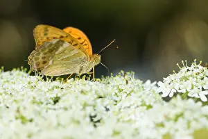 Butterfly Species Prints: Macro image of a butterfly
