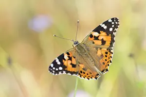 Macro Wildlife Photography Prints: Macro image of a butterfly