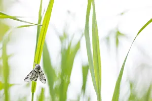 Asian Wildlife Images Prints: Macro image of a butterfly