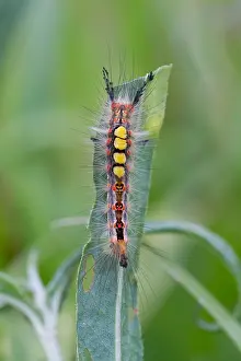 Macro Print of a Rusty Tussock Moth (Orgia antiqua) Imago