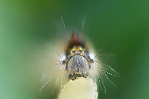 German Wildlife Fauna Prints: Macro image of a butterfly
