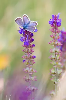 European Fauna And Flora Prints: Macro image of a butterfly