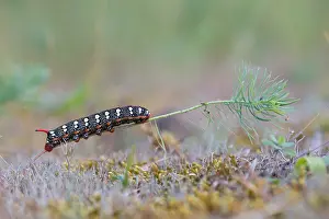 German Wildlife Fauna Prints: Macro image of a butterfly