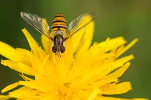 Wildlife Macro Photography Prints: Macro image of a butterfly