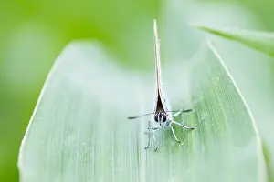 German Wildlife Fauna Prints: Macro image of a butterfly