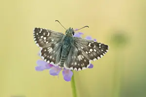 Butterfly Species Prints: Macro image of a butterfly