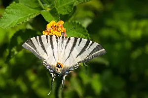 Greece Wildlife Photography Prints: Macro image of a butterfly