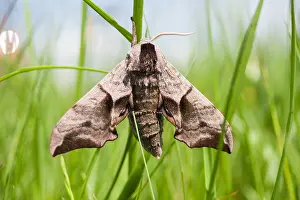 European Moth Species Prints: Macro image of a butterfly