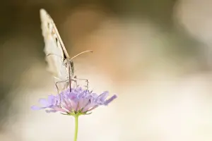 Macro Nature Photography Prints: Macro image of a butterfly