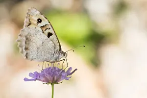 Macro Print of Chazara briseis Butterfly in Flight