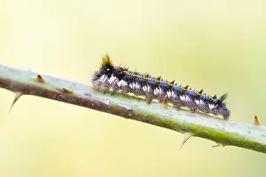 German Wildlife Fauna Prints: Macro image of a butterfly