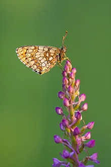 German Wildlife Fauna Images Prints: Macro image of a butterfly