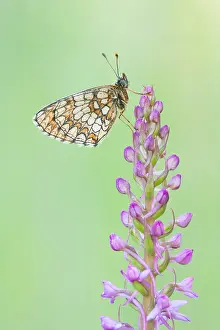 Outdoor Wildlife Photography Tips Prints: Macro image of a butterfly
