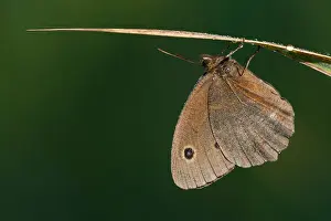 German Wildlife Fauna Prints: Macro image of a butterfly