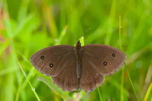 German Wildlife Fauna Prints: Macro image of a butterfly
