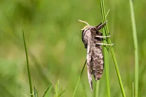 European Moth Species Prints: Macro image of a butterfly