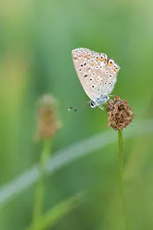Macro Insect Images Prints: Macro image of a butterfly