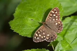 Speckled Wood Butterfly Prints: Macro image of a butterfly