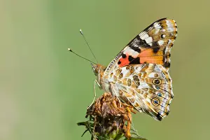 German Wildlife Fauna Prints: Macro image of a butterfly