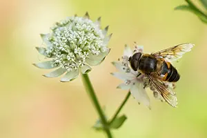 Nature Insect Photography Prints: Macro image of a Drone fly
