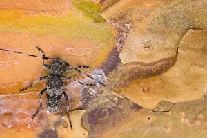 Wildlife Macro Photography Prints: Macro image of an insect