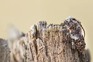Macro Insect Images Prints: Macro image of an insect