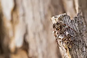 Macro Insect Images Prints: Macro image of an insect