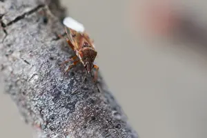Macro Insect Images Prints: Macro image of an insect